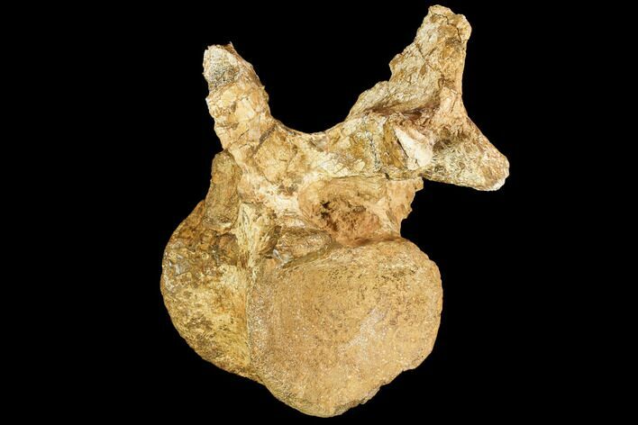 Rare, Iguanodon Cervical Vertebra - Isle Of Wight #92644